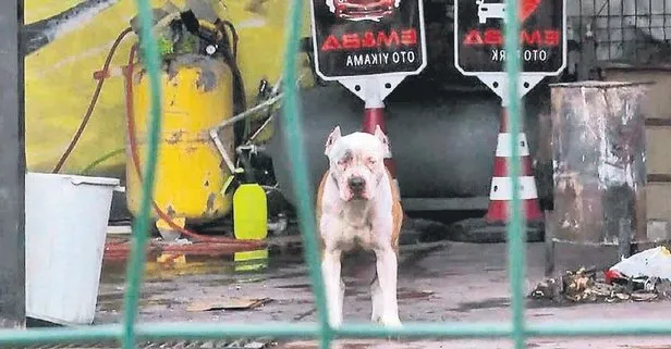 Pitbull dehşet saçtı
