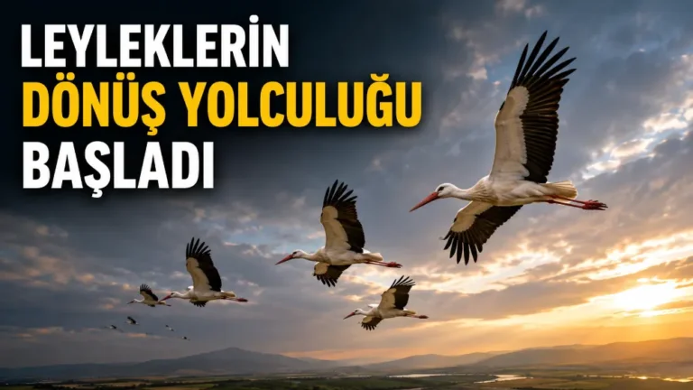 leylek gocu Leyleklerin göç sezonu başladı, İstanbul'da bir haftada 100'den fazla leylek öldü