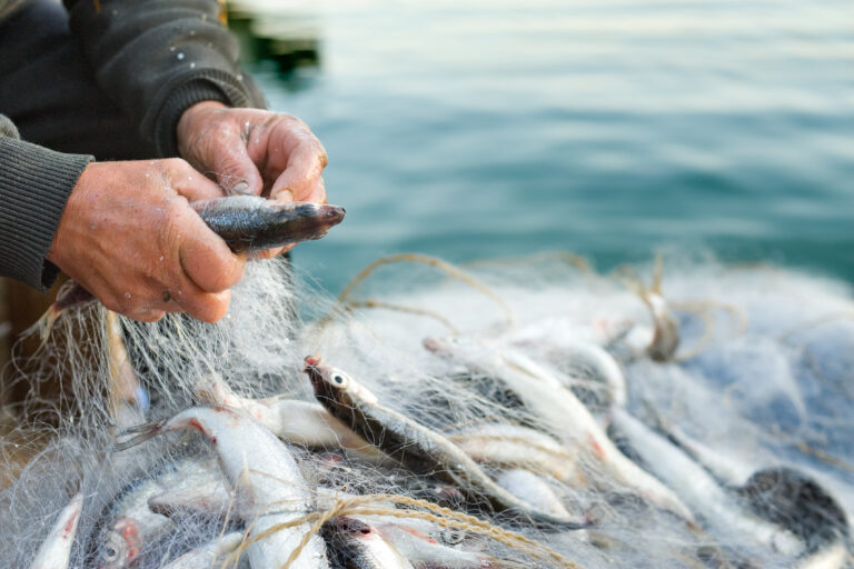 Su urunleri sektoru Future Fish Eurasia da3 Su ürünleri sektörü Future Fish Eurasia’da buluşuyor: 26 ülkeden 165 firma İzmir’de